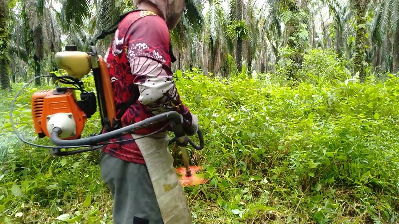 Mesin rumput, babat rumput idaman gas pol