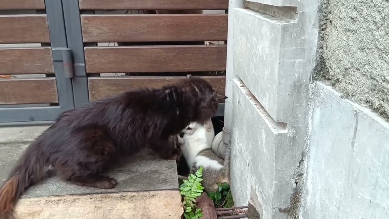Tolooong‼️ Kucing Putih di Bully Kucing Hitam‼️