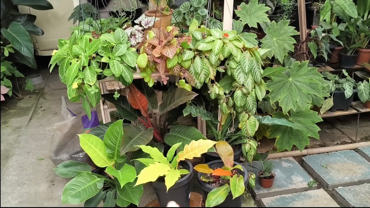 Plantas que enraizei na água agora plantei na terra limpeza no pé de Ypê 