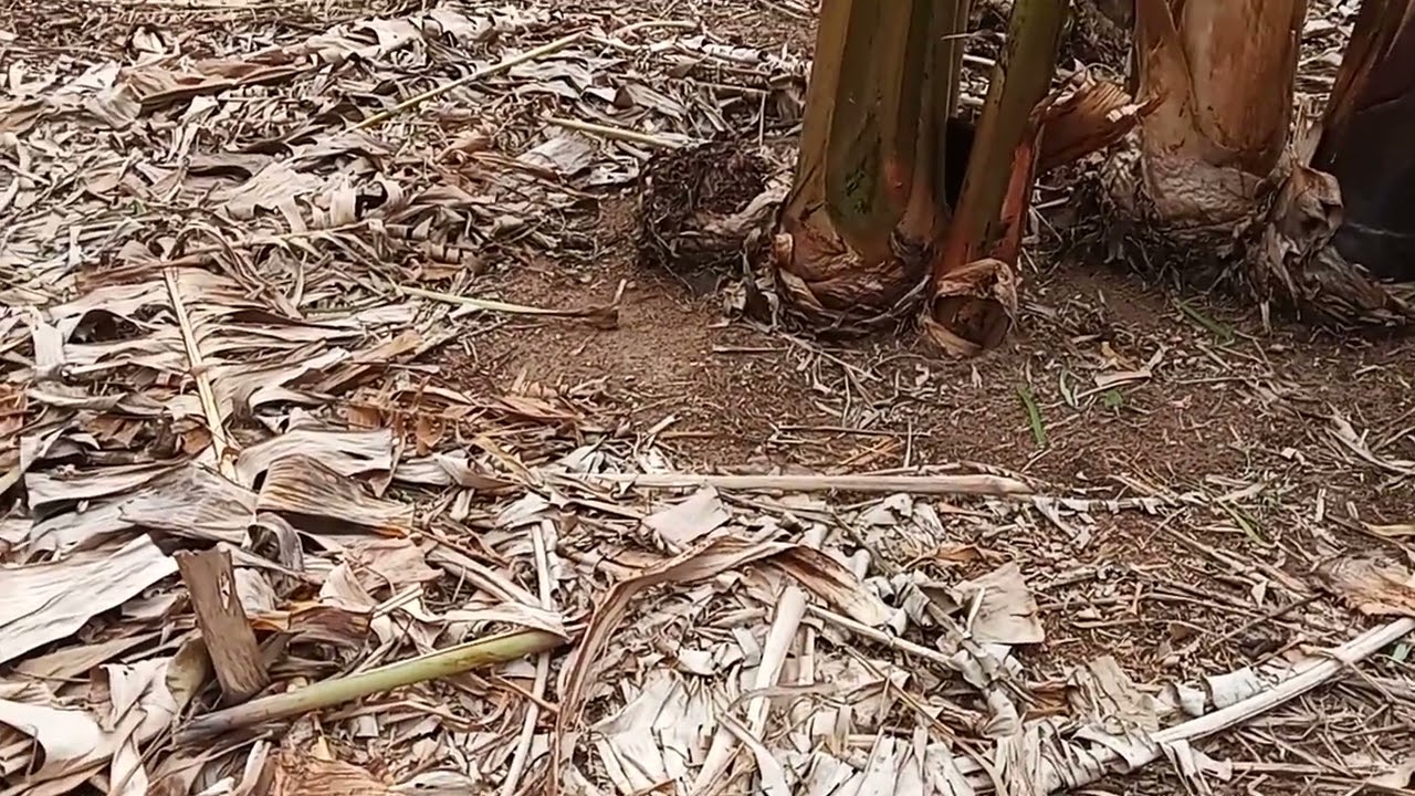 PLANTIO DE BANANA 🍌 PACOVAM RENDA MENSAL GARANTIDA