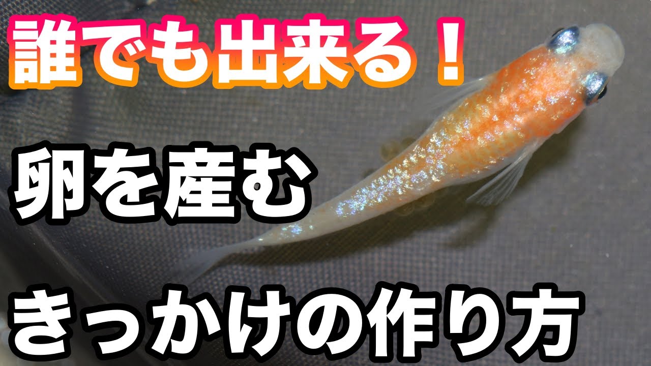 メダカが産卵しないと困っている方へ！めだかの産卵を誘発するとても簡単な方法！