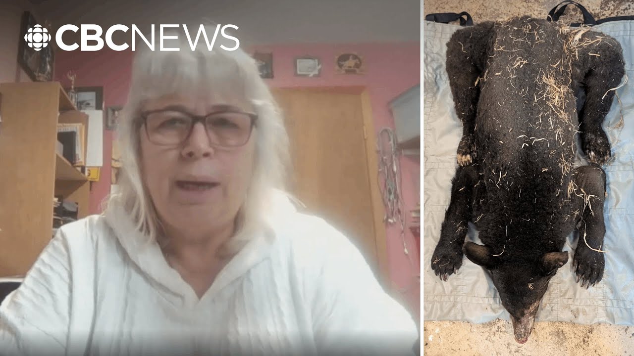 Rescuers say this northern B.C. bear cub's survival was a Christmas miracle