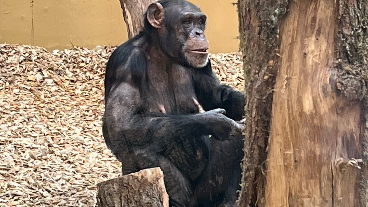 Dagje #dierentuin #Amersfoort