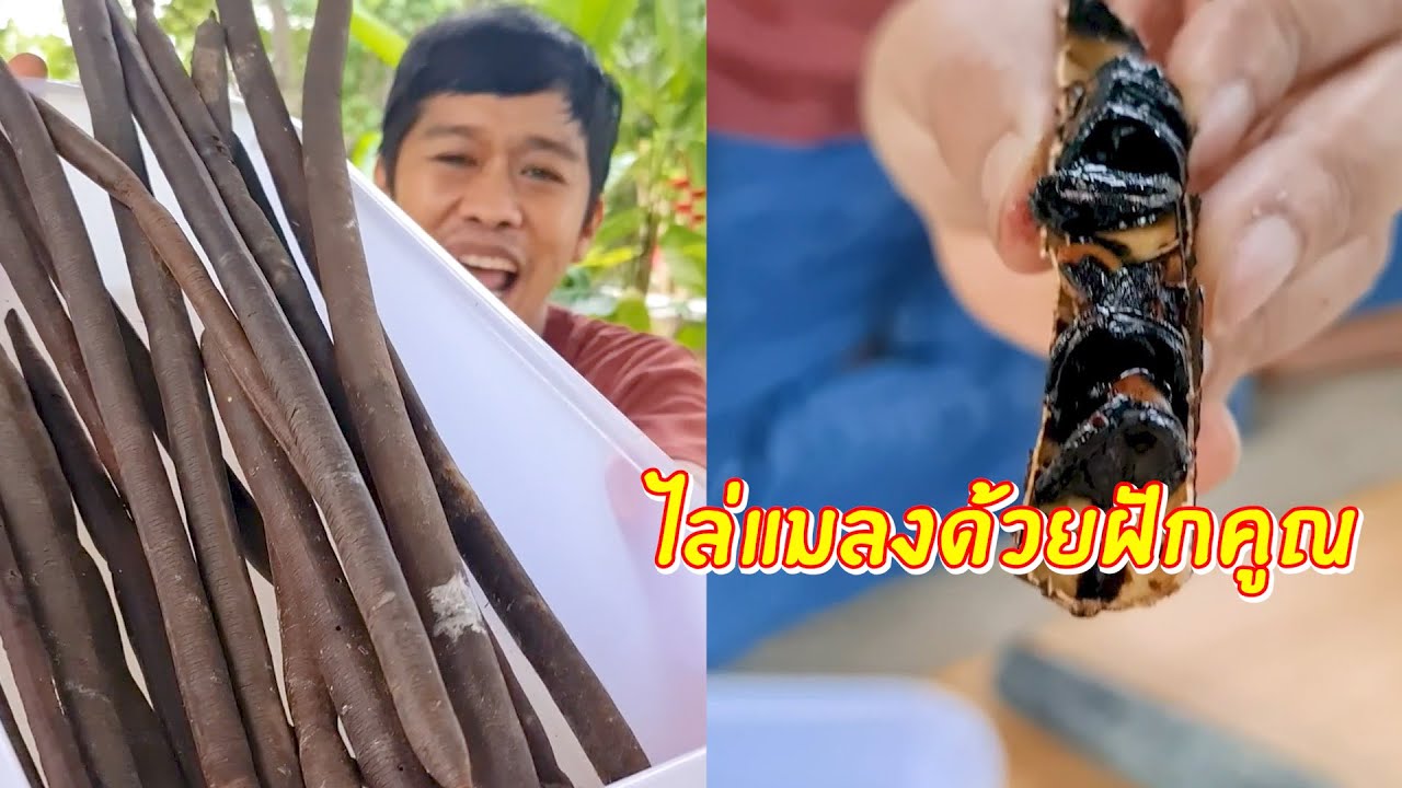 ฝักคูณกินได้ วิธีการไล่แมลงด้วยฝักคูณ ทำง่าย ประหยัด ปลอดภัย | เอิร์ธสดชื่น