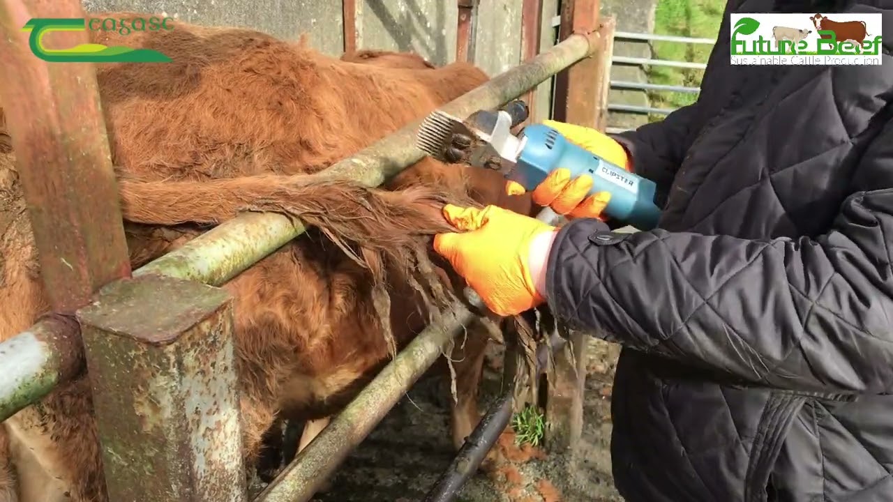 Clipping cattle for winter housing