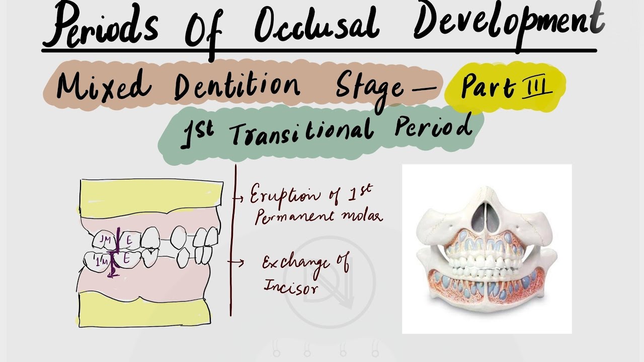 Dental Development: What happens during the mixed Dentition period ? || 1st Transitional Period