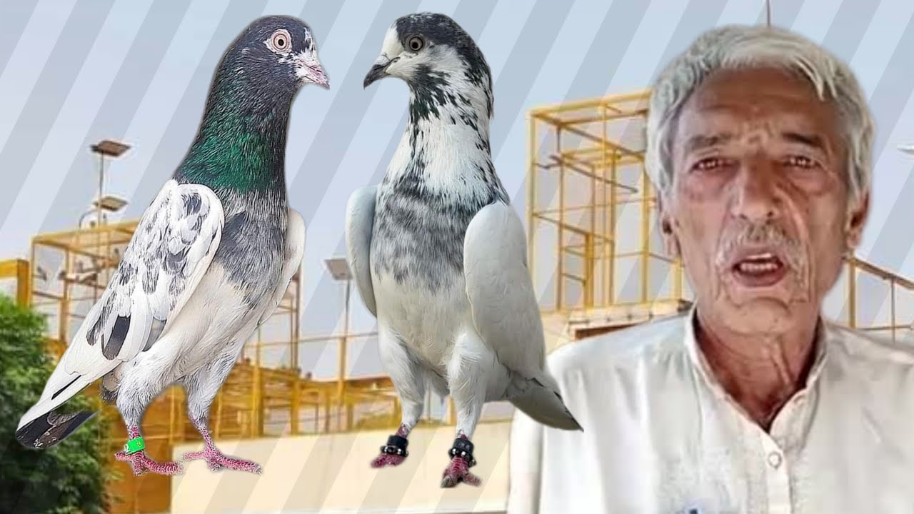 Ustad Mukha of faisalabad ki chat se pigeons