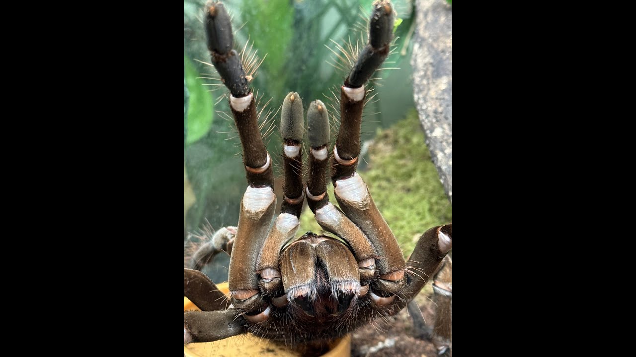 New Tarantulas arriving in the Beastie Room