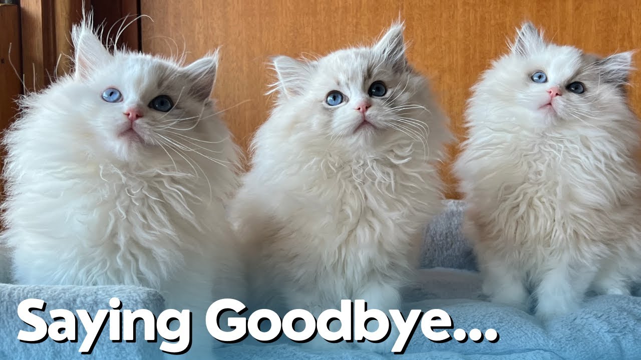 Ragdoll Kittens are Ready for New Homes 😻 Sad Goodbye!
