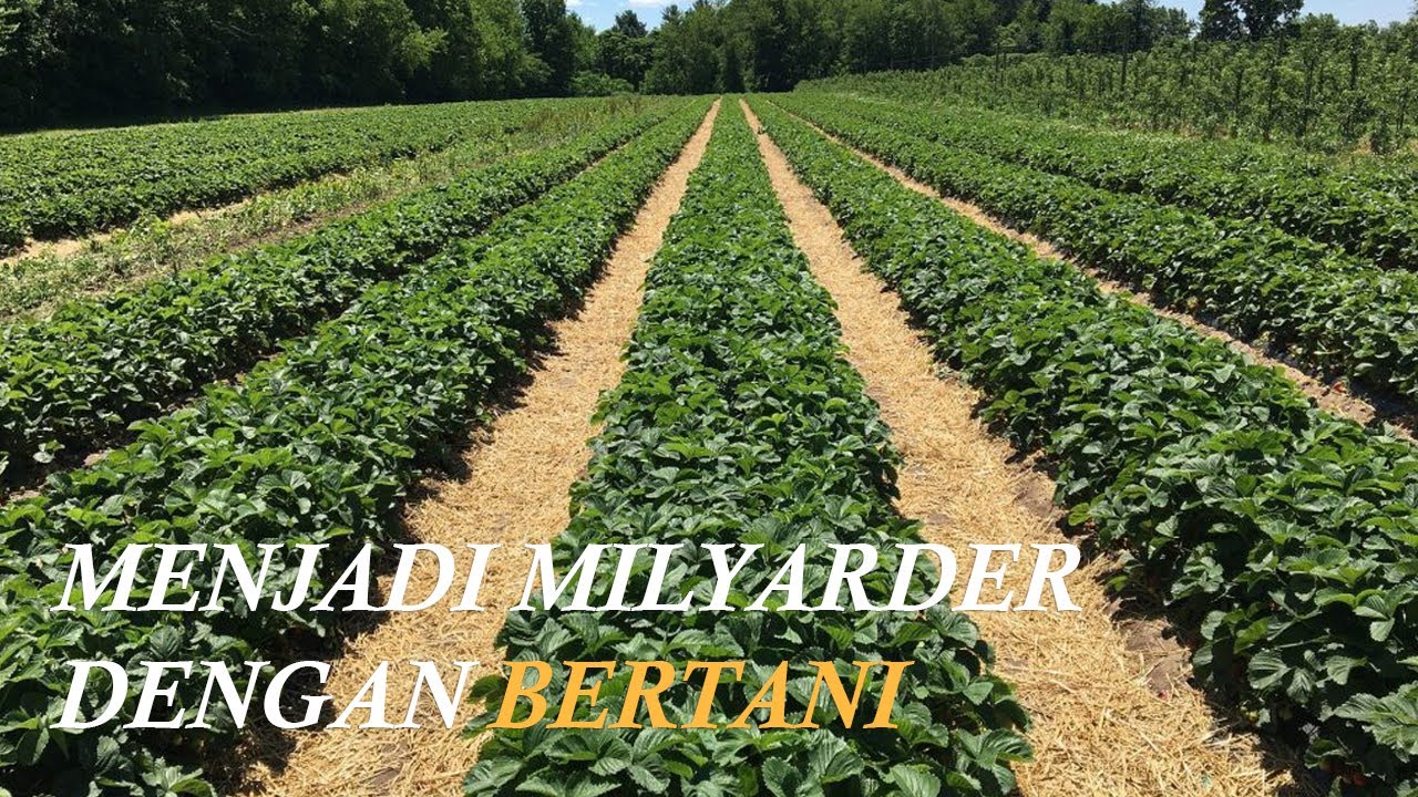 MENJADI MILYARDER DENGAN BERTANI