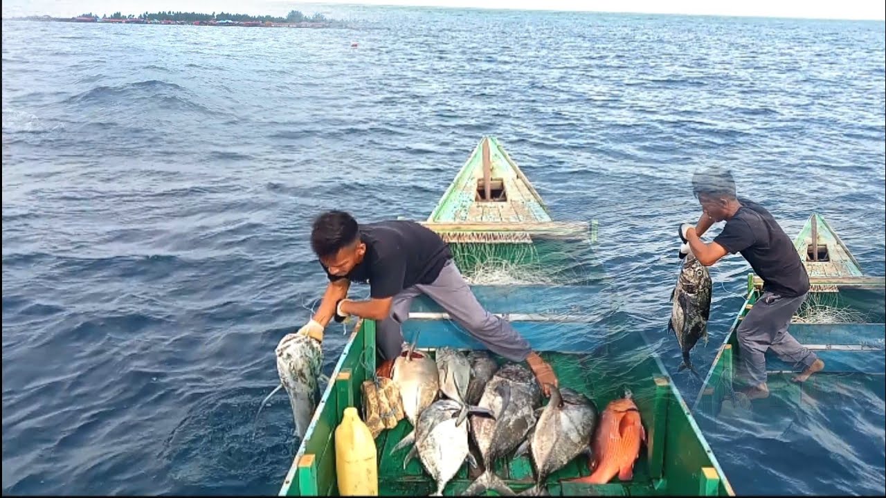 MERAWAI || di hajar segerombolan GT babon,auto PANEN ‼️ merawai masih seputaran pulau derawan