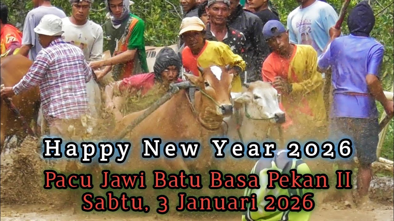Pacu Jawi Sawah Sitapuang Jor Batu Basa Nag Batu Basa Kec Pariangan, Pekan II 3 Januari 2026