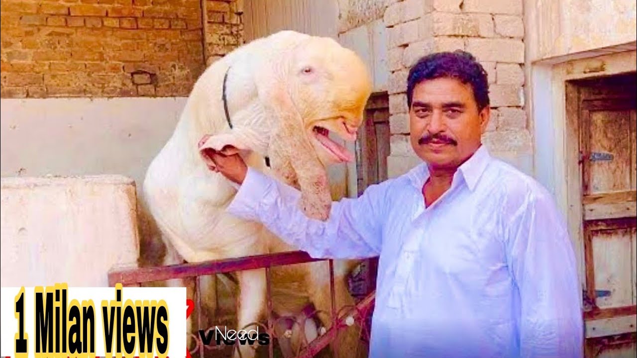 72 BREED Kajla Chatra Sargodha Home GIANT GOAT  LATEST Update LAHORE 2022 Pet | BAKRA MANDI PAKISTAN