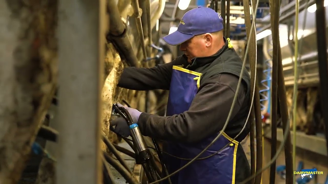 Dairymaster 14 unit Swiftflo Swing-Over - Peski Poland
