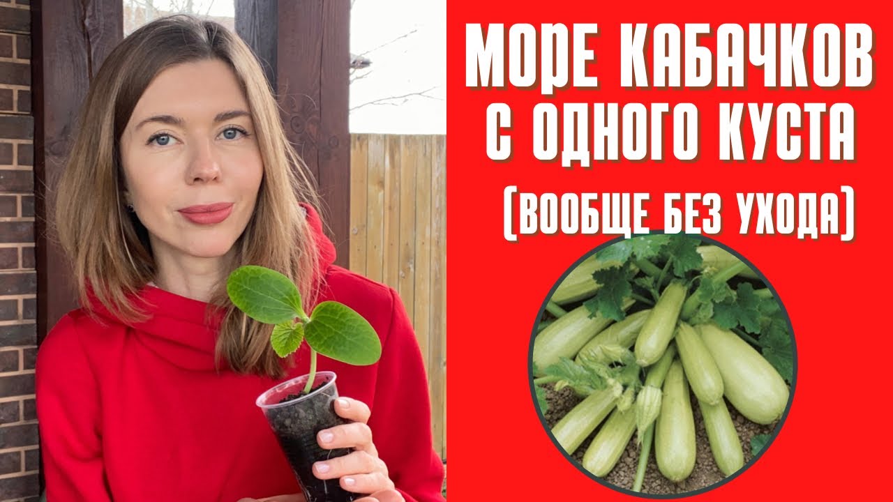 Сажаю всего один куст кабачка, а урожай потом некуда девать. Как без ухода вырастить много кабачков