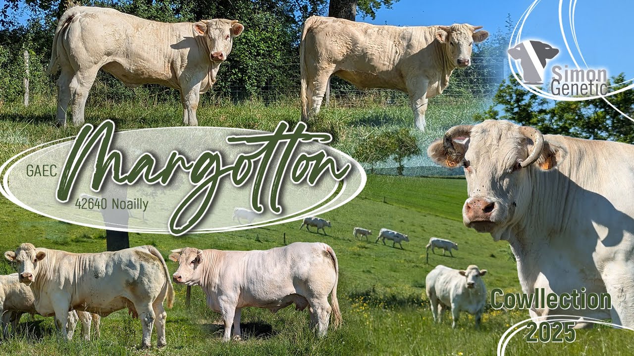 GAEC MARGOTTON - Cowllection 2025