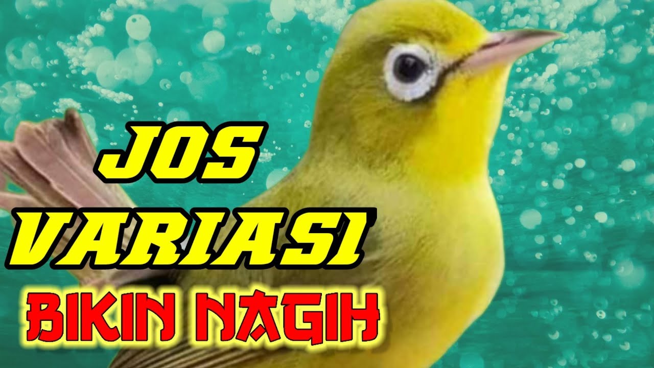 Jos full variasi isian  paling merdu #kecialngejos