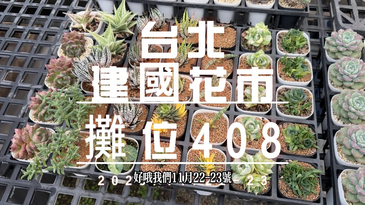 2025/11/22-23台北建國花市408擺攤~MC來台北  【 MC多肉園 】MC Succulent plant Vlog#gd #台北