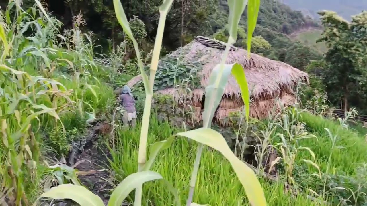Paddy field🌾🌾//enjoy the video☺️