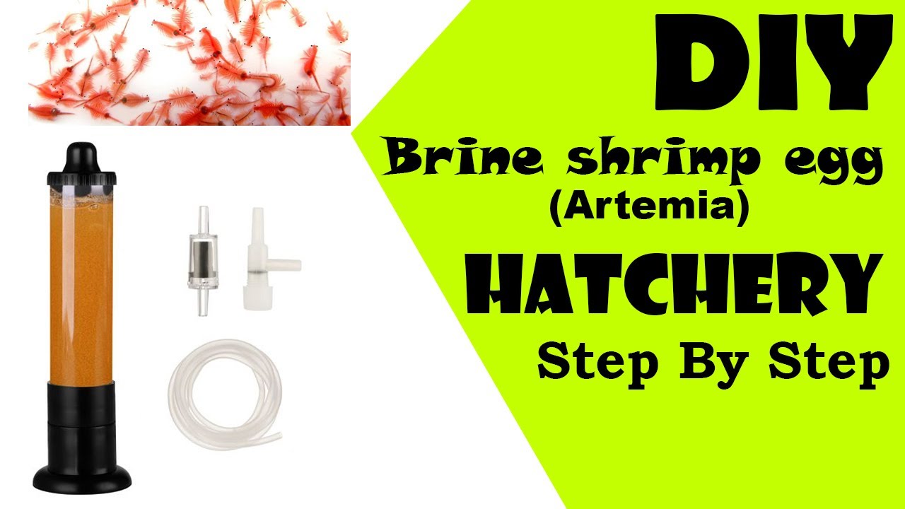 How to make Brine shrimp hatchery |Artemia hatchery| Best food for new born baby fishes