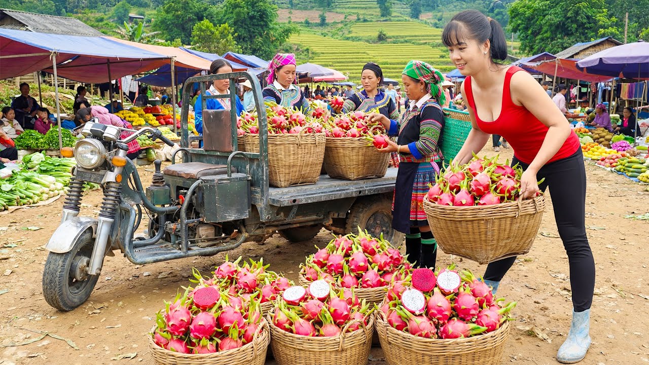 Harvesting 1000 Dragon Fruit, Use 3 Wheeled Truck Transport Many Dragon Fruit Go To Market Sell