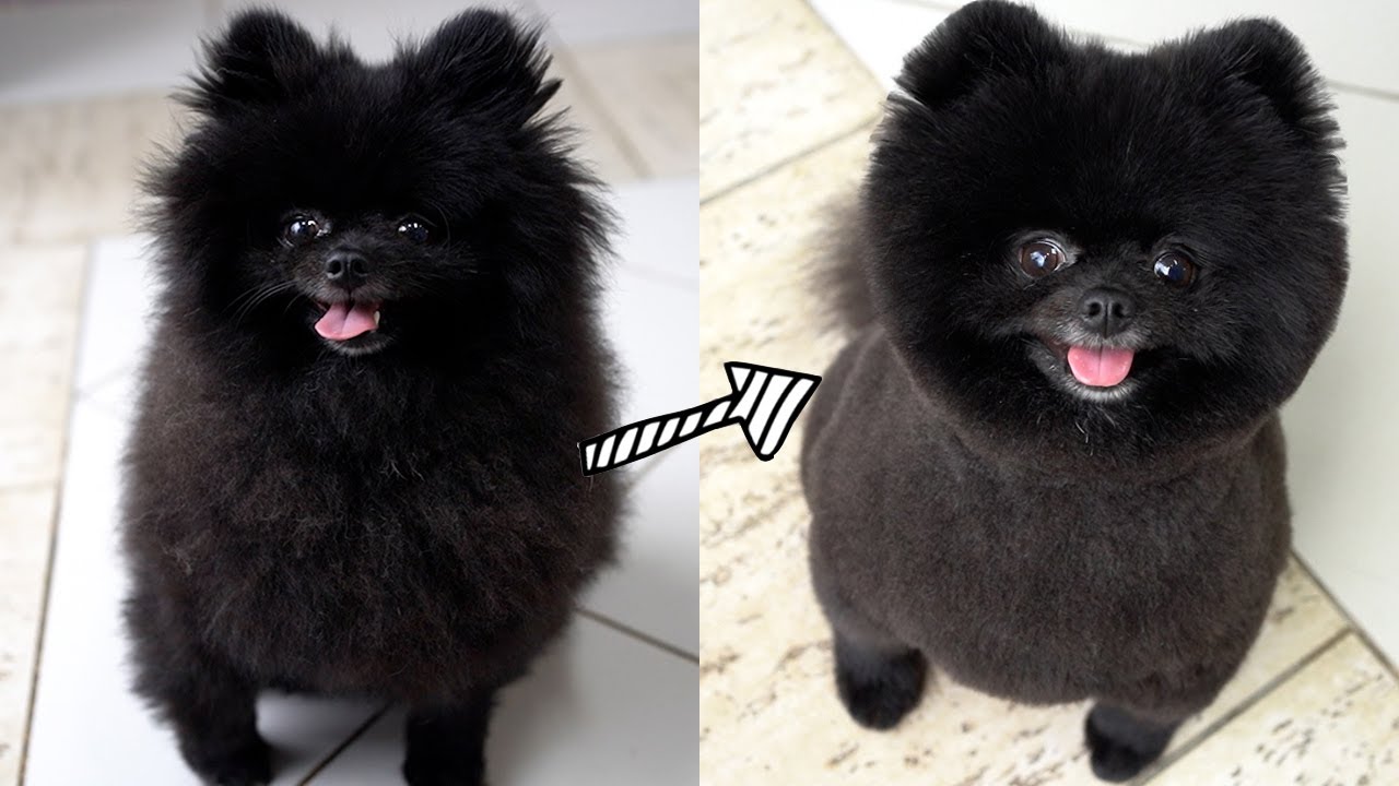 POMERANIAN GROOMING TEDDY BEAR HAIRCUT