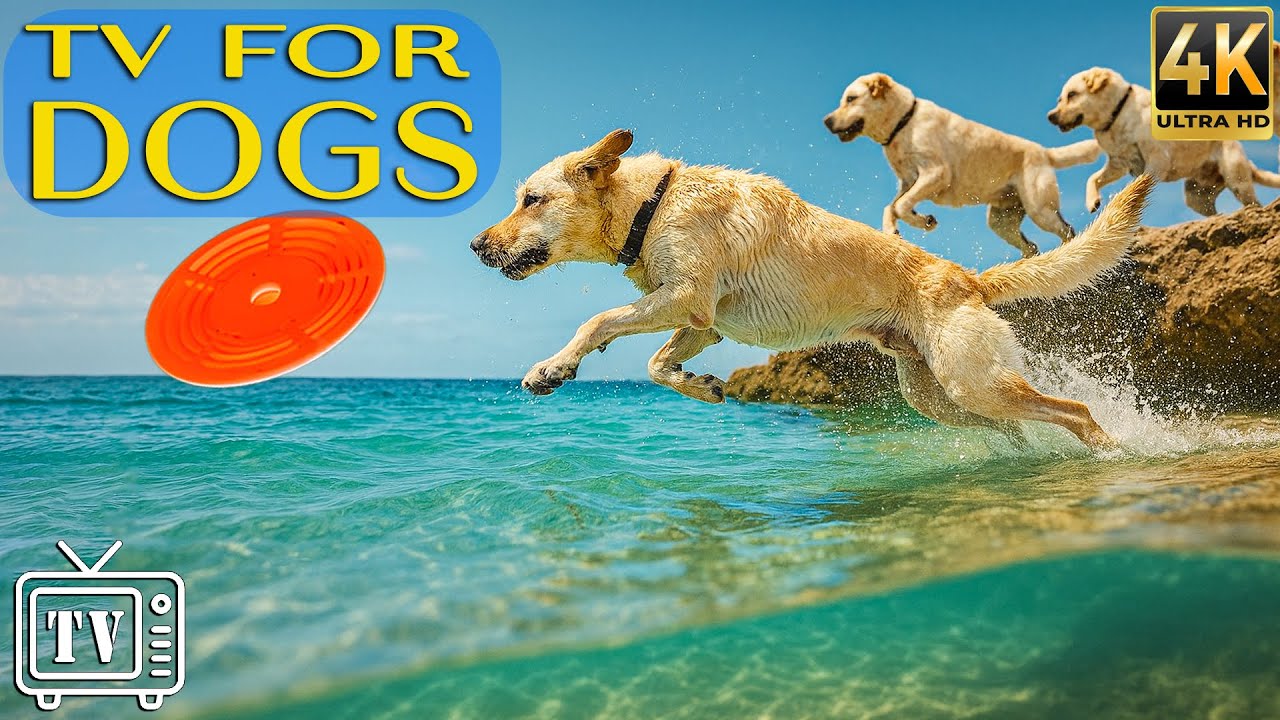 TV for Dogs: Best Calming Music for Dogs to Cure Separation Anxiety & Relieve Stress for Dogs Happy