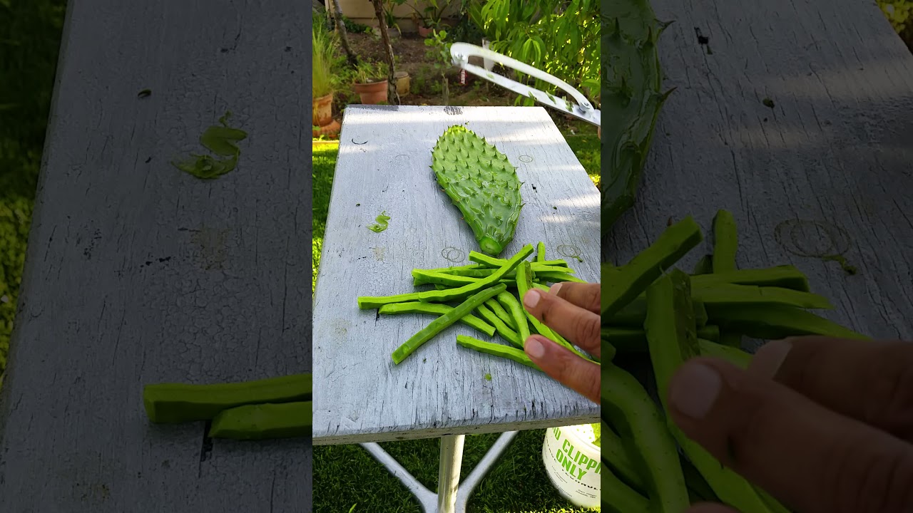 pela nopales multi usos