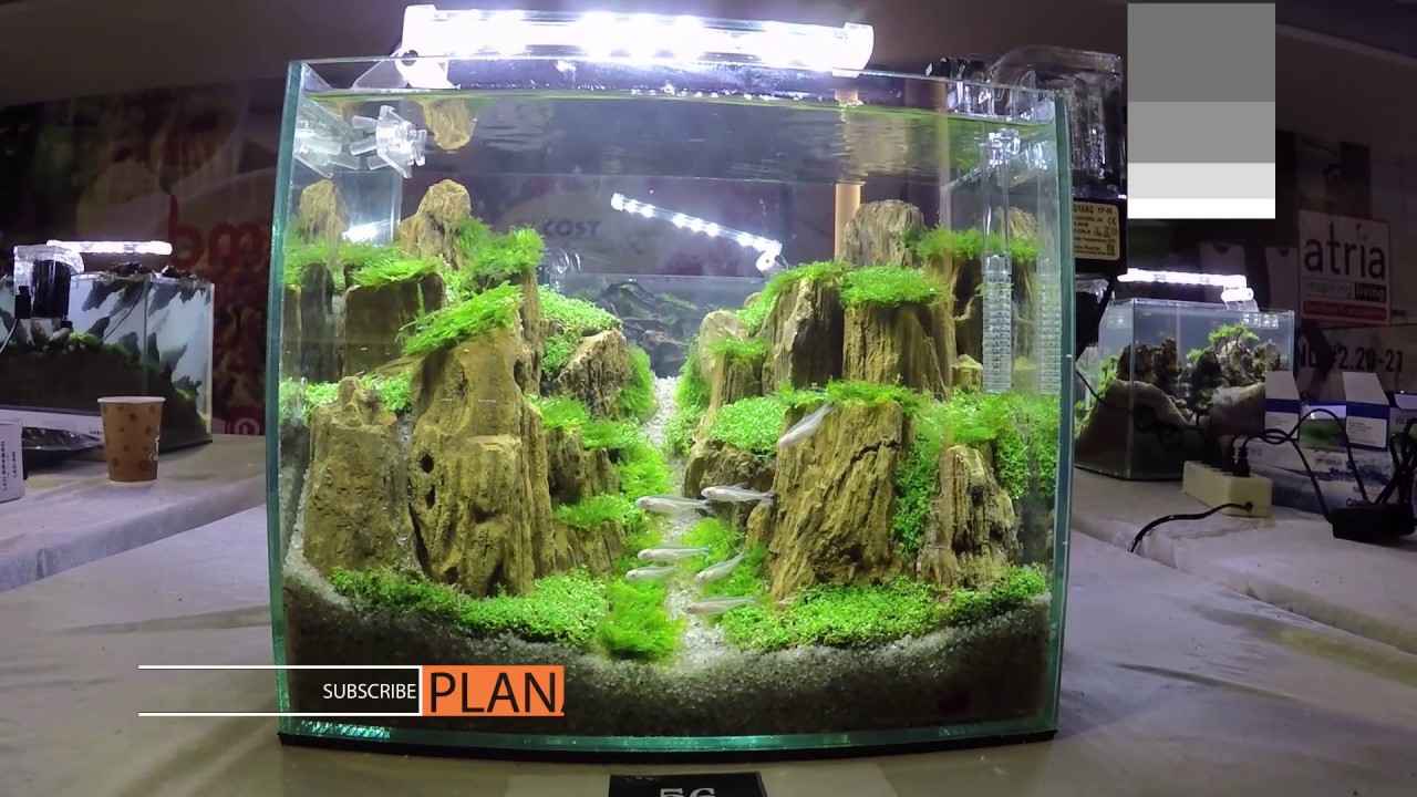 Aquascape Contest - A'Combat Tank 300