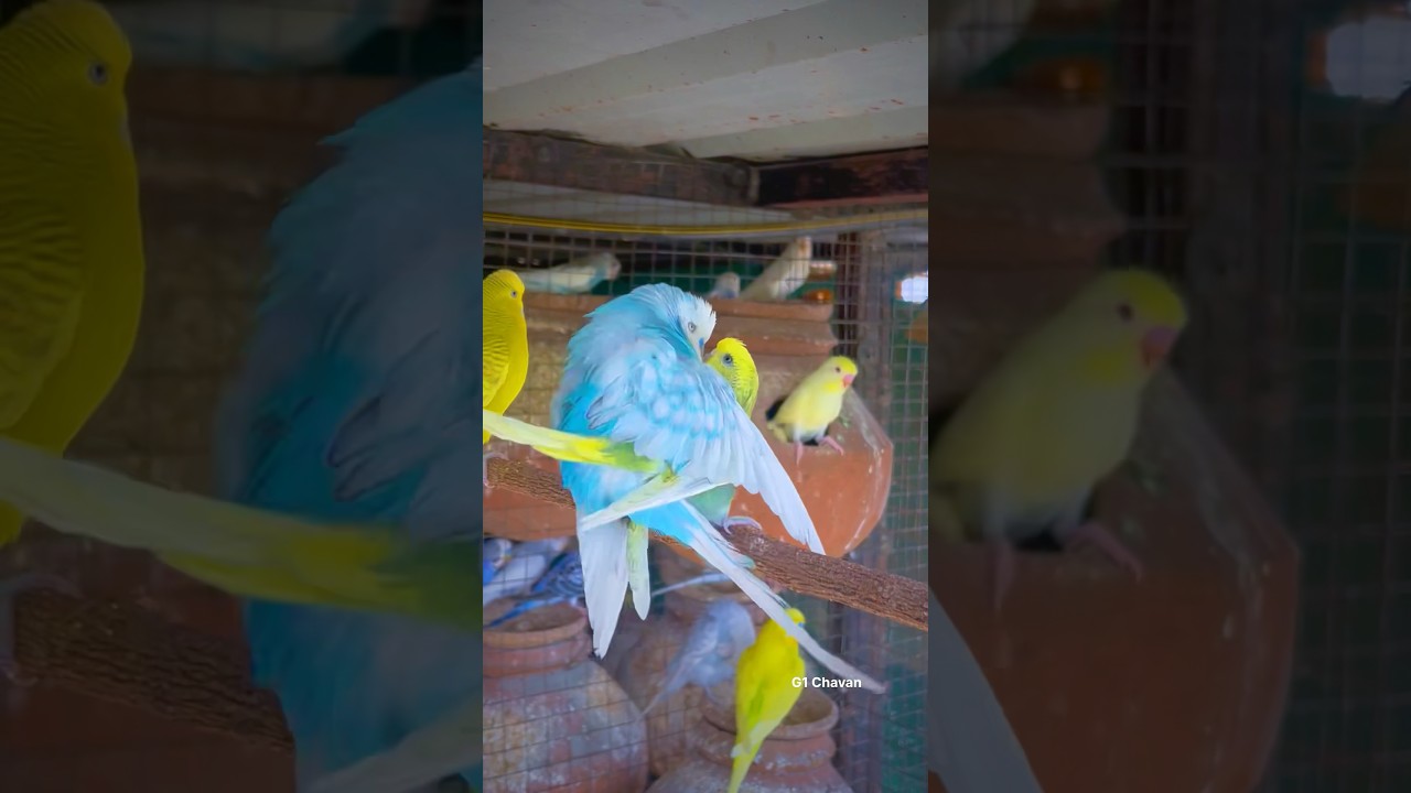 Budgie Breeding and Mating ❤️|| Budgies Parrots Mating || Birds Love ❤️😍 2026