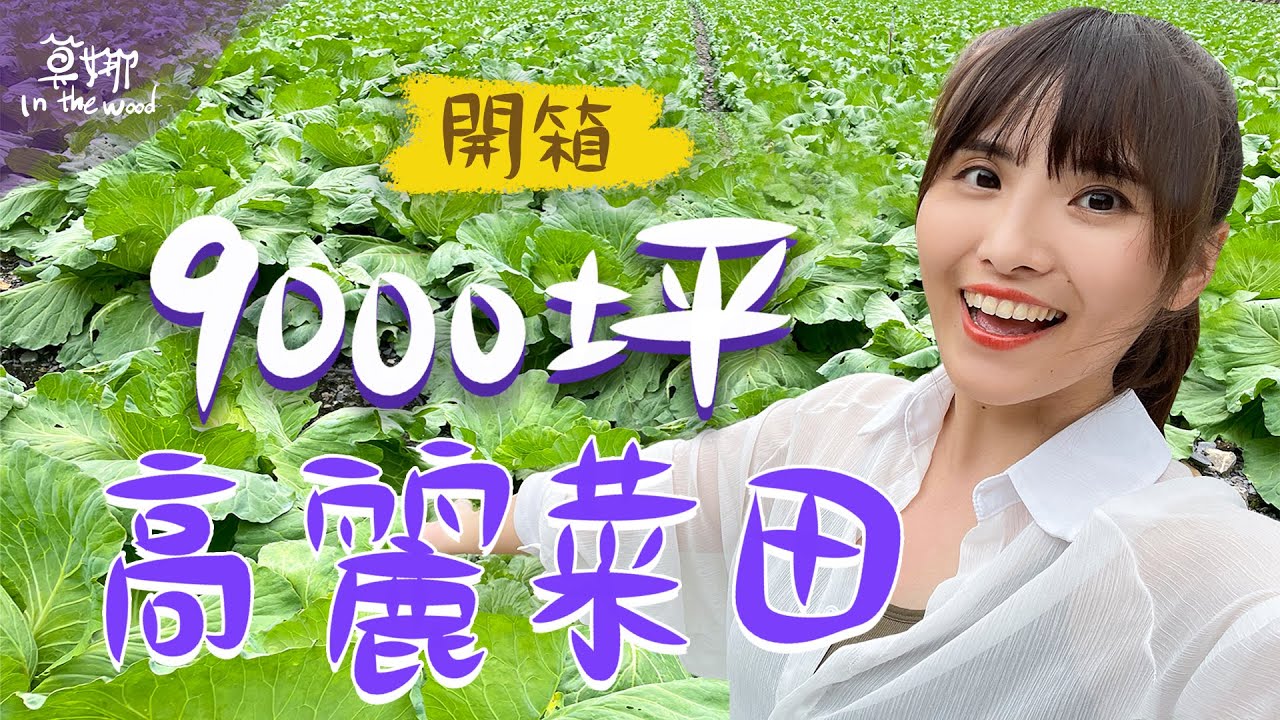 一日地主！滿滿 9,000 坪的高麗菜 吃菜的你知道它的正確名稱嗎？【莫娜 Moana】