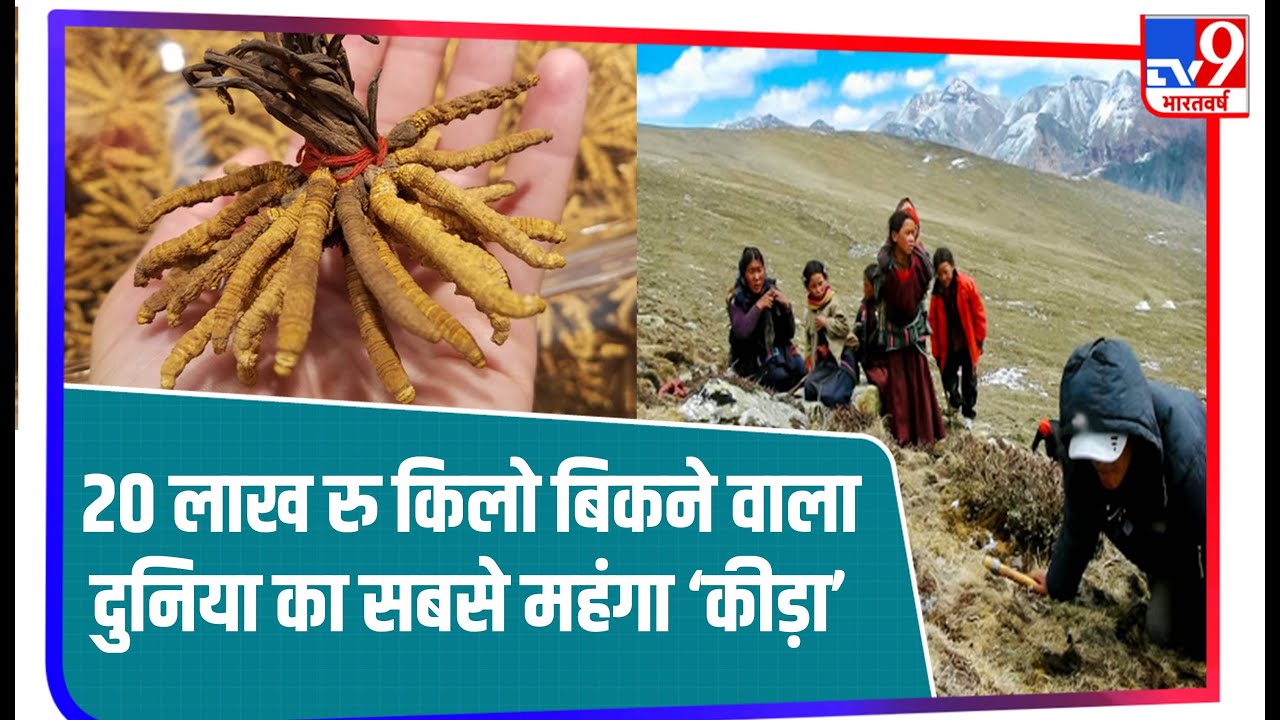 पहाड़ों का वो बेशकीमती ‘कीड़ा’ जो 20 लाख रुपये किलो तक बिकता है, फायदे जान चौंक जाएंगे आप