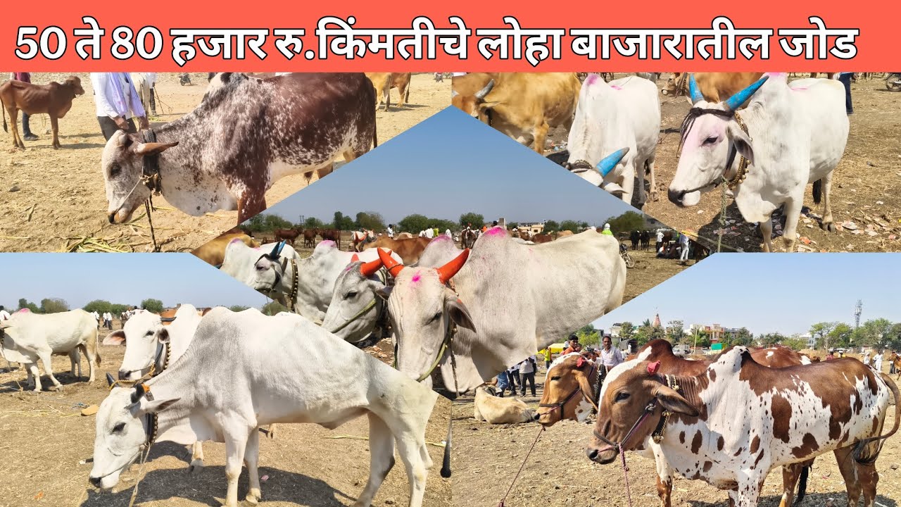 दि. 3 मार्च 2026  !! लोहा बाजारातील 50 ते 80 हजार  रु  कमी किमतीचे बैल जोड 