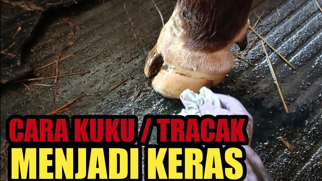 Mengeraskan Kuku / Tracak Sapi Dengan Terusi