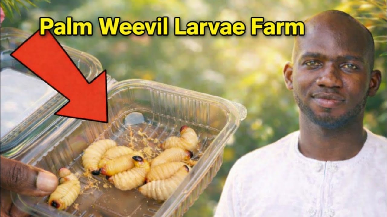 Как выращивают личинки пальмового долгоносика в Гане | Frenat Farms