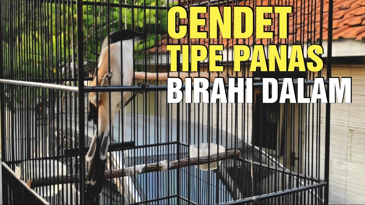 Cendet tipe panas birahi dalam
