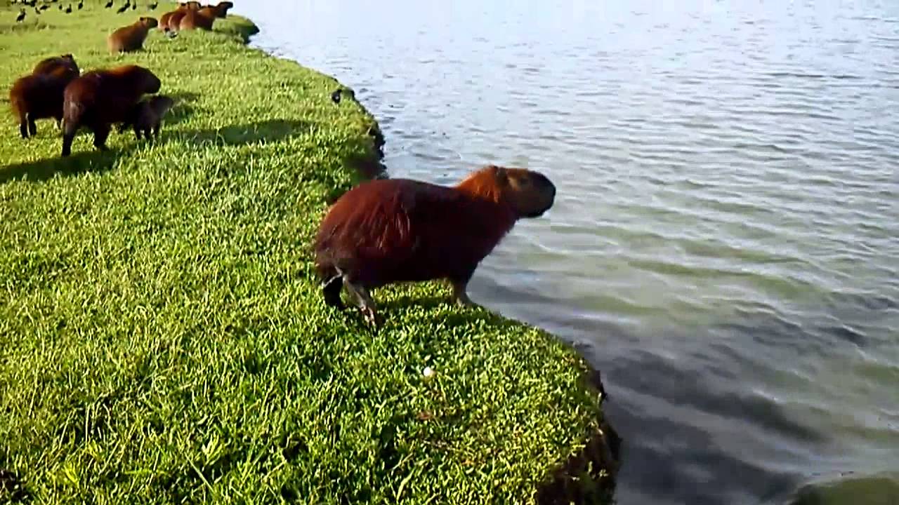 Mimin Aventureira - Mergulho das capivaras pt 1