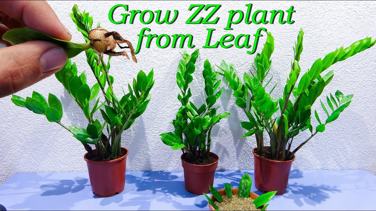 How to grow ZZ plant with leaf