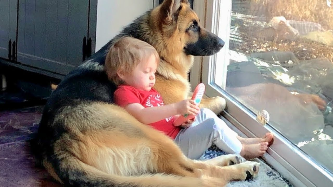 When Big Dogs Understand Babies Better Than Anyone ❤️