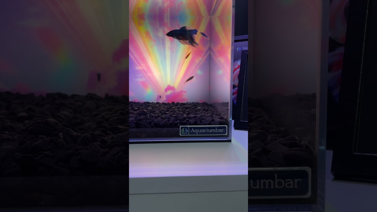 #aquariumbar #art #betta #aquarium #artteraphy