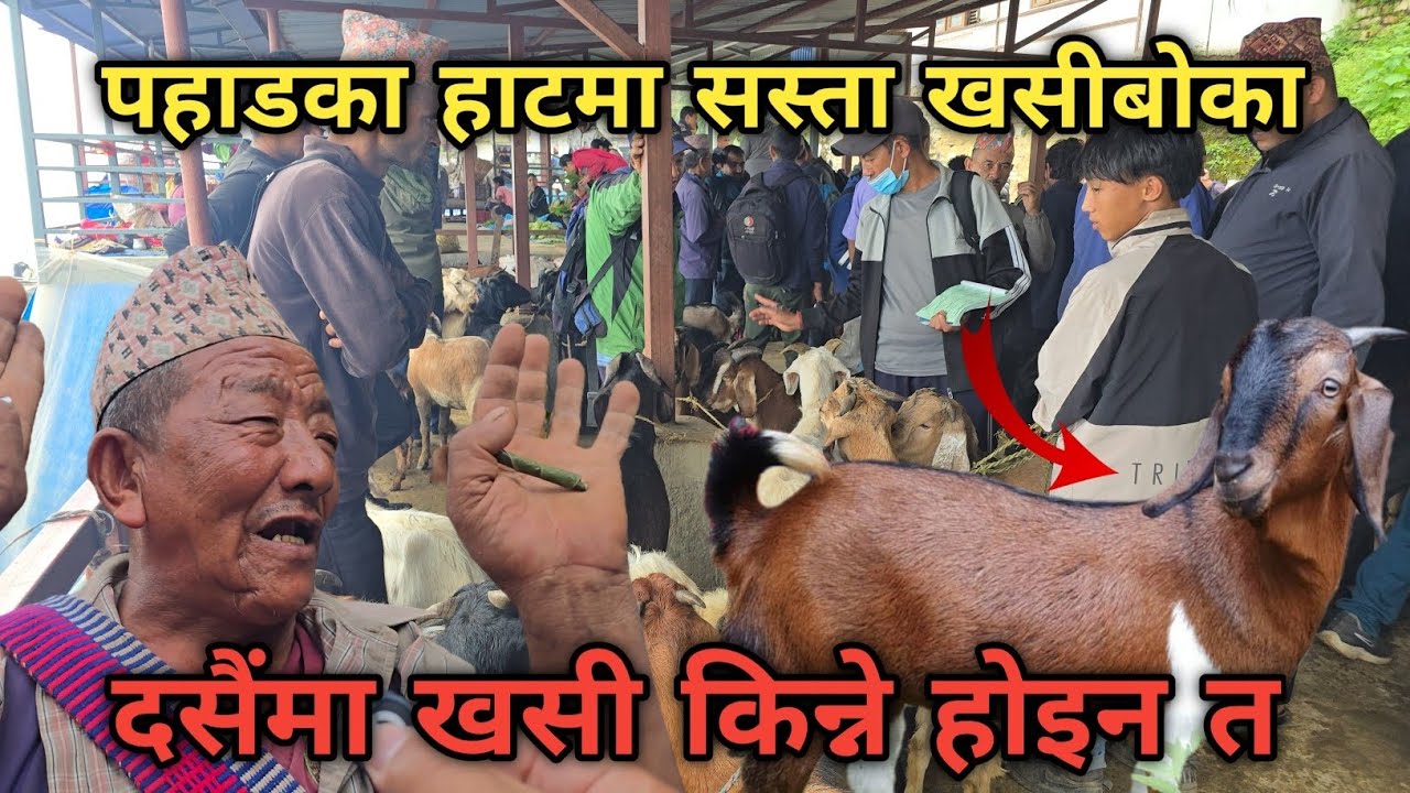 ओखलढुंगाको शनिबारे हाटमा साह्रै सस्ता खसीबोका || दसैंलक्षित हाटमा खसीबोकाको लोभलाग्दो भाउ