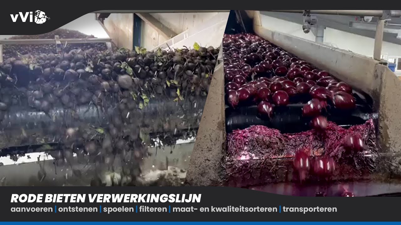 Rode Bieten Onsteen-, was- en sorteerlijn | van Velzen innovation B.V. | vVi