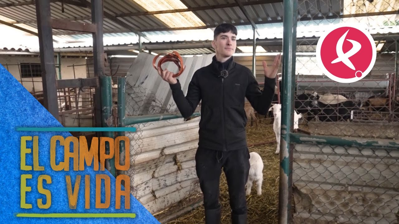 Así localiza Jose a las cabras que han sido madres | El campo es vida