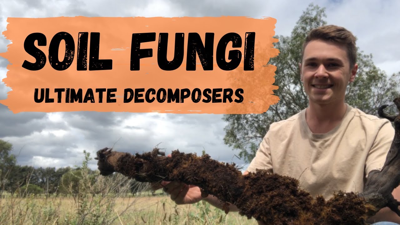 Soil Fungi - The Ultimate Decomposer