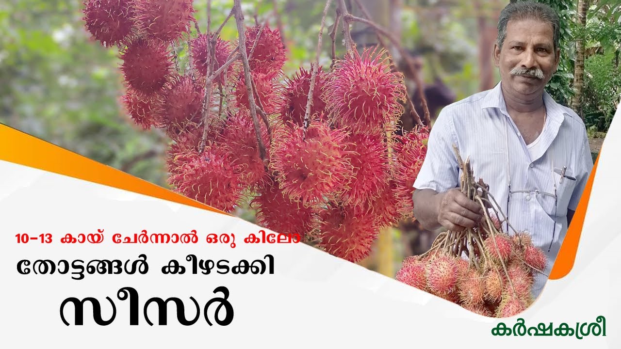 തോട്ടങ്ങള്‍ കീഴടക്കി റംബുട്ടാനിലെ സീസര്‍ | Karshakasree | Rambuttan