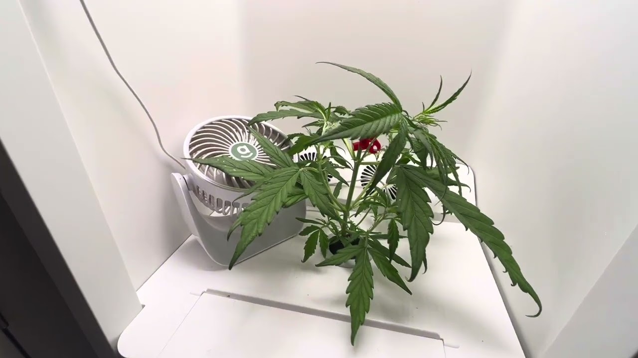 Papaya cookies/Day 35. LST training/update #fastbudgenetics #Educational #Gardening #LST #Update