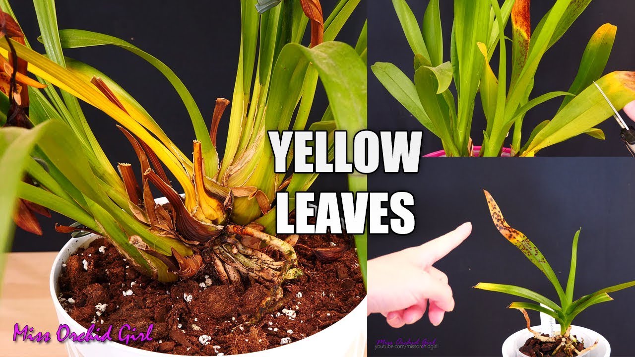 Orchid maintenance #2 - Yellowing leaves and pseudobulbs, how & when to remove
