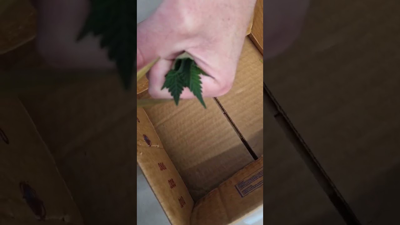 Do you cut off the tips? #thegrobro #growshop #roots #clones