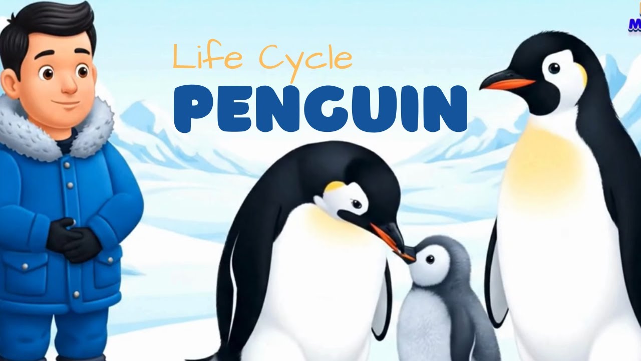 Penguin Life Cycle for Kids! 🐧 | Learn About a Penguin's Life | Fun Animal Cartoon
