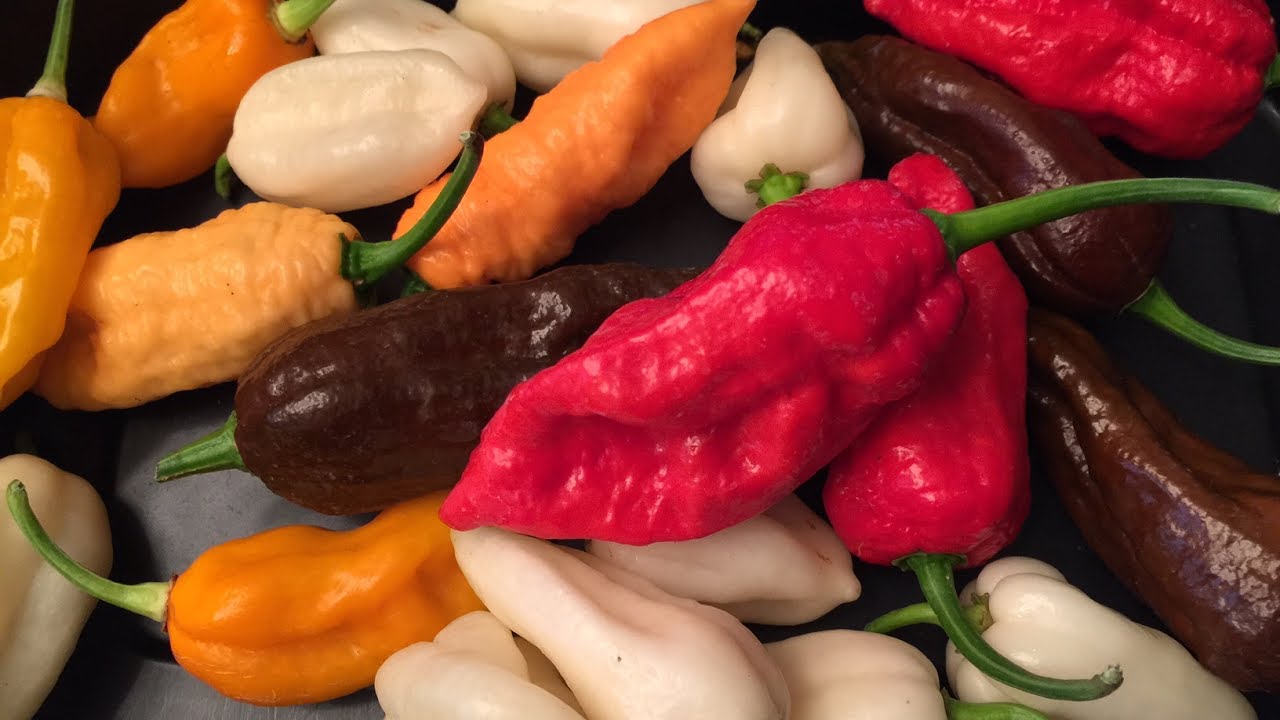 What's That Pepper Ep28 - Bhut Jolokia (White, Red, Chocolate, Peach & Orange)
